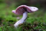 Cortinarius malachius - Donkerlila Gordijnzwam - Blue and Buff Web Cap