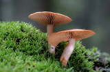 Cortinarius subtortus - Olijfkleurige Sparrengordijnzwam - Incense Webcap