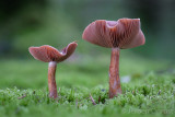Cortinarius scaurus - Olijfplaatgordijnzwam - Green Webcap