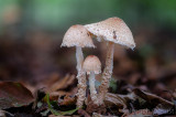 Lepiota spec.