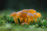 Leotia lubrica - Groene Glibberzwam - Jellybaby