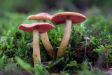 Cortinarius semisanguineus - Pagemantel - Surprise Webcap