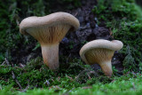 Paxillus involutus - Gewone Krulzoom - Brown Rollrim