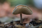 Helvella macropus - Schotelkluifzwam - Elfin Cup