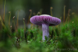 Cortinarius camphoratus - Kamfergordijnzwam - Goatcheese Webcap