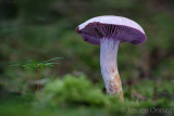 Cortinarius camphoratus - Kamfergordijnzwam - Goatcheese Webcap