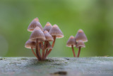 Mycena stipata - Bundelchloormycena - Clustered Pine Bonnet 