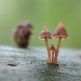 Mycena stipata - Bundelchloormycena - Clustered Pine Bonnet 