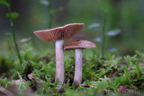 Cortinarius scaurus - Olijfplaatgordijnzwam - Green Webcap