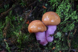 Cortinarius lividoochraceus - Rimpelige Gordijnzwam - Wrinkled Webcap