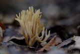 Ramariopsis tenuiramosa - Bezemkoraaltje