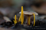 Clavulinopsis helveola - Gele Knotszwam - Yellow Club