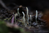 Clavaria falcata - Spitse Knotszwam - Pointed Club