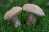 Leccinum duriusculum - Harde Populierboleet - Leccinum duriusculum