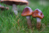 Cortinarius trivialis - Gegordelde Gordijnzwam - Girdled Webcap