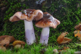 Cortinarius lividoochraceus - Rimpelige Gordijnzwam - Wrinkled Webcap