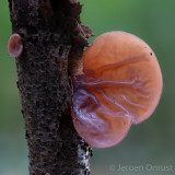 Auricularia auricula-judae - Echt Judasoor - Jelly Ear