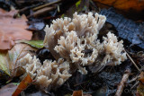 Clavulina coralloides - Witte Koraalzwam - White Coral Fungus