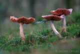 Cortinarius camphoratus - Kamfergordijnzwam - Goatcheese Webcap