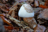 Volvariella bombycina - Zijdeachtige Beurszwam - Silky Rosegill