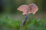 Helvella macropus - Schotelkluifzwam - Felt Saddle