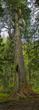 TREEBEARD VERTICAL ocusmac40hsb.jpg