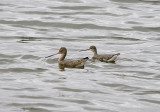 BLACK-TAILED GODWIT & SPOTTED REDSHANK . HOLES BAY . POOLE HARBOUR . DORSET . 21 . 2 . 2017