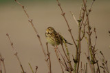CORN BUNTING , Nr DORCHESTER , DORSET , 21 , 2 , 2017