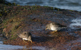 PURPLE SANDPIPER . MAER ROCKS . EXMOUTH . DEVON . 23 . 2 . 2017