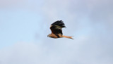 RED KITE , STOW ON THE WOLD , GLOUCESTERSHIRE , 24 , 2 , 2017