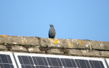 BLUE ROCK THRUSH . STOW ON THE WOLD . GLOUCESTERSHIRE . 24 . 2 . 2017