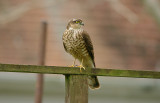 SPARROWHAWK , TOPSHAM , DEVON , 26 , 2 , 2017