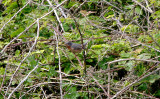Western Subalpine Warbler . Sylvia cantillans