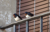 BARN SWALLOW . ALCANTARA . SPAIN . 1 . 5 . 2017