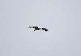 BLACK KITE . Nr ALCANTARA . SPAIN . 29 . 4 . 2017