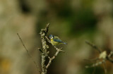 European Blue Tit - Cyanistes caerules caerules