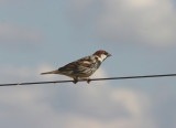 Spanish Sparrow . Passer hispaniolensis