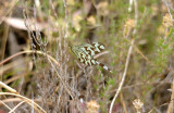 THREAD-WINGED LACEWING . Nr ALCANTARA . SPAIN . 29 . 4 . 2017