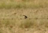 FAN-TAILED WARBLER . Nr ALCANTARA . SPAIN . 29 . 4 . 2017