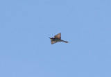 EUROPEAN BEE-EATER . ALCANTARA RESERVOIR . SPAIN . 1 . 5 . 2017