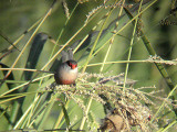  COMMON WAXBILL . BARROCA DE ALVA MARSH . PORTUGAL . 27 / 8 / 2009