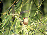 COMMON WAXBILL . BARROCA DE ALVA MARSH . PORTUGAL . 27 / 8 / 2009