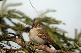 Chipping Sparrow . Spizella passerina