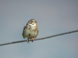 CORN BUNTING . THE ROAD TO SEKI . TURKEY . 20 / 4 / 2008