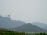  LITTLE EGRET . LAKE KOYCEGIZ . DALYAN . TURKEY . 21 / 4 / 2008