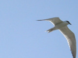 GULL BILLED TERN . FETHIYE BAY . TURKEY. 25 / 4 / 2008