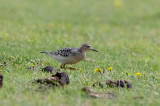 BUFF-BREASTED SANDPIPER , PORTLAND BILL , DORSET , 14 , 9 , 2017