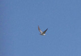 Black Tern . Chlidonias niger