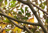 Greenish Warbler - Phylloscopus trochiloides