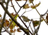 YELLOW-BROWED WARBLER . PORTLAND BILL OBSERVATORY . DORSET . 25 . 9 . 2017